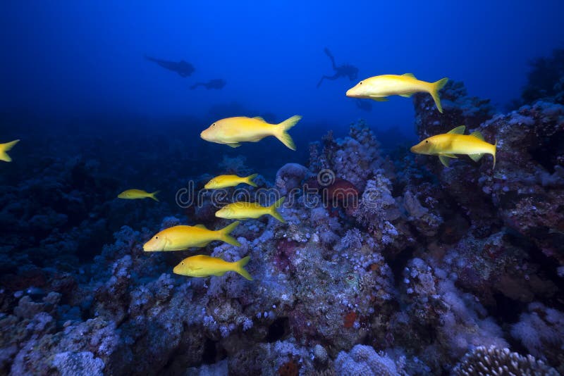 Yellowsaddle goatfish in the Red Sea.