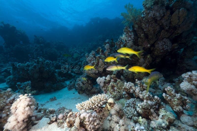 Yellowsaddle goatfish in the Red Sea.