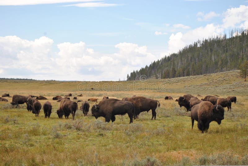 Yellowstone Bison royalty free stock photos