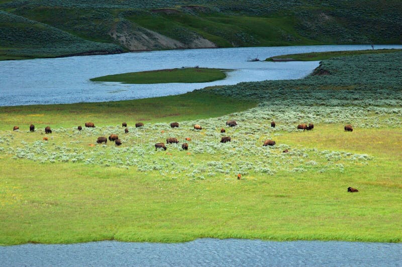 Yellowstone Bison