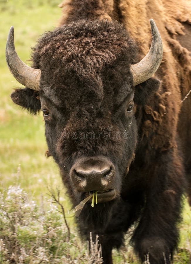 Yellowstone Bison Close Up