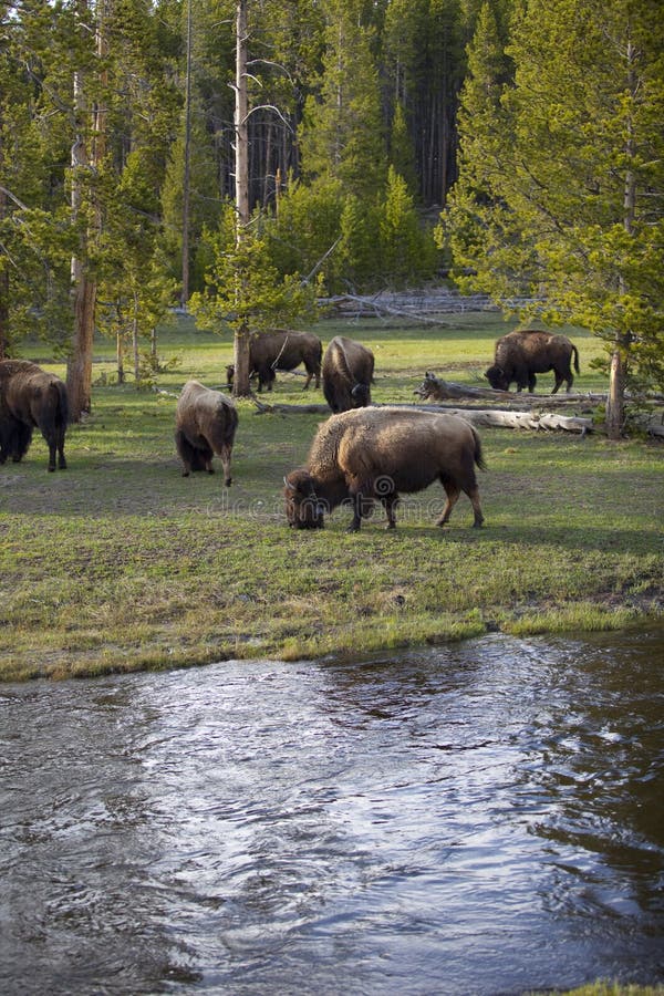 Yellowstone Buffalos