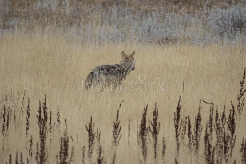 Yellowstone-Kojote stockbild Yellowstone-Kojote stockbild