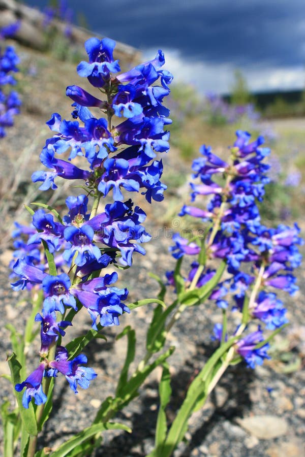 Clusters of penstemon flowers along a highway in Yellowstone National Park. Clusters of penstemon flowers along a highway in Yellowstone National Park