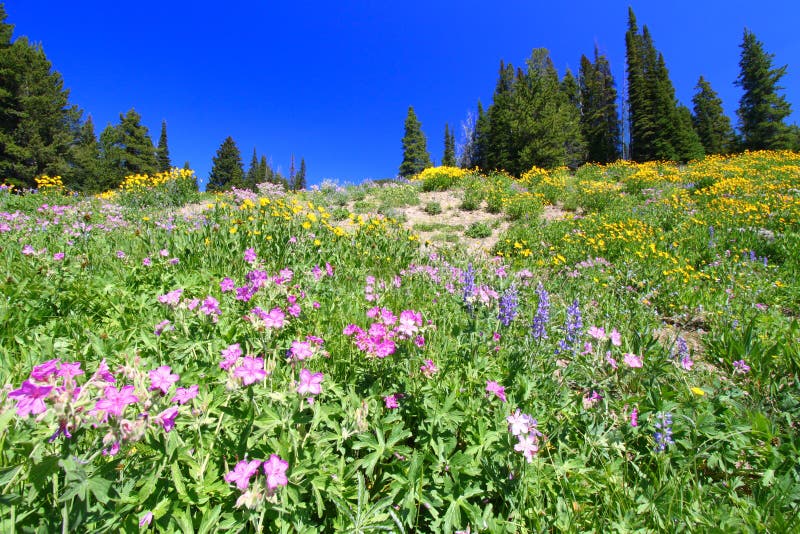Yellowstone National Park Wildflowers Stock Photo Image of national
