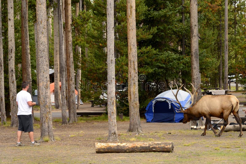 bull elk charges yellowstone tourist bull elk charges yellowstone tourist