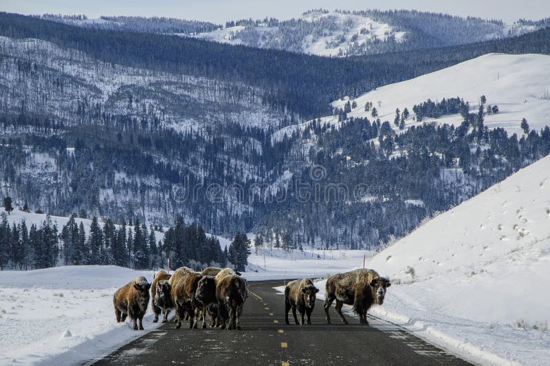 Yellowstone-Straßensperre lizenzfreies stockfoto Yellowstone-Straßensperre lizenzfreies stockfoto