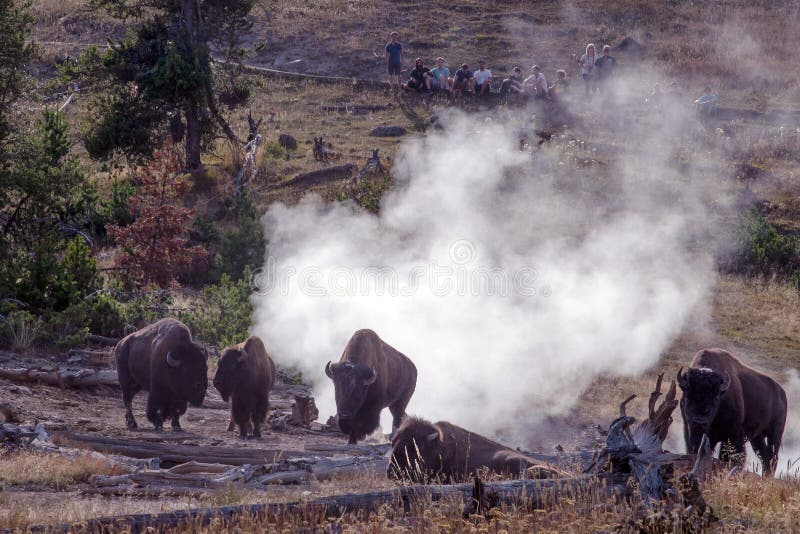 Yellowstone wildlife, Bison in the stream vents stock photography Yellowstone wildlife, Bison in the stream vents stock photography