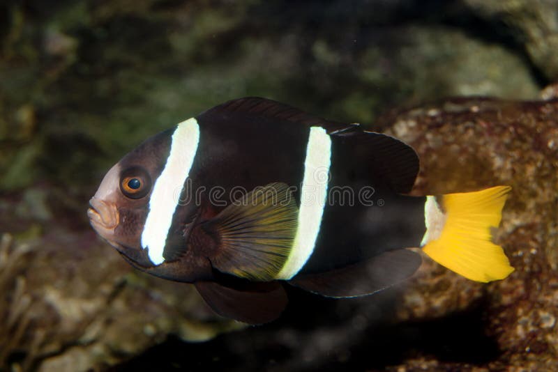 Yellowtail clownfish (Amphiprion clarkii)