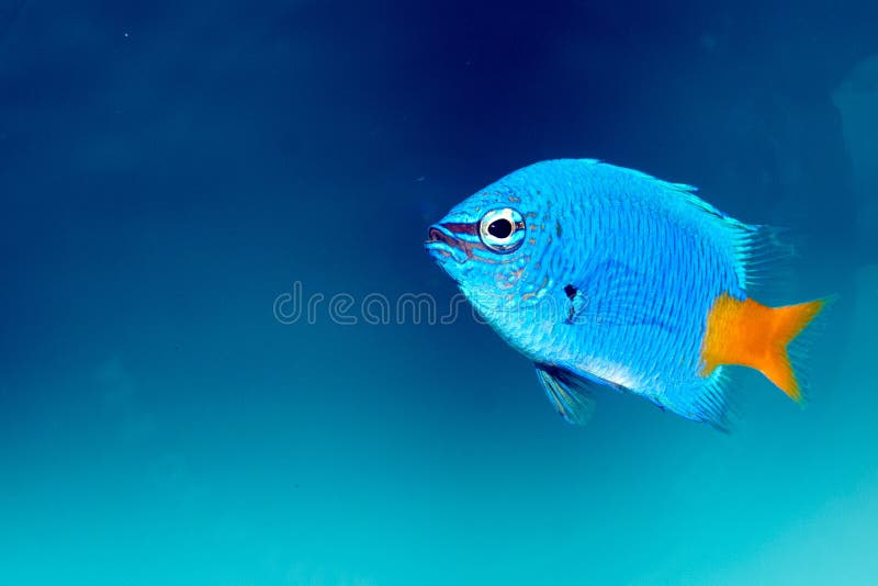 Yellowtail Damselfish (Chrysiptera parasema)