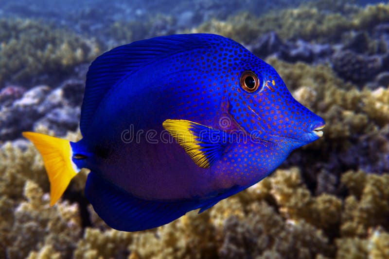 Yellowtail tang - (Zebrasoma xanthurum) close up and coral reef - Red Sea