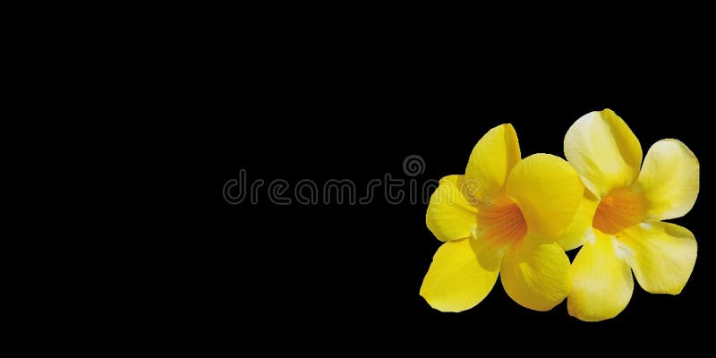 Yellowâ€-‹Blumen auf schwarzem Hintergrund stockbild Yellowâ€-‹Blumen auf schwarzem Hintergrund stockbild