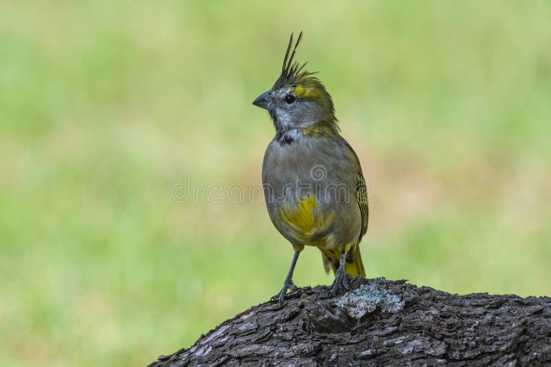 Yelow Cardinal, Gubernatrix cristata, Endangered species in La Pampa,