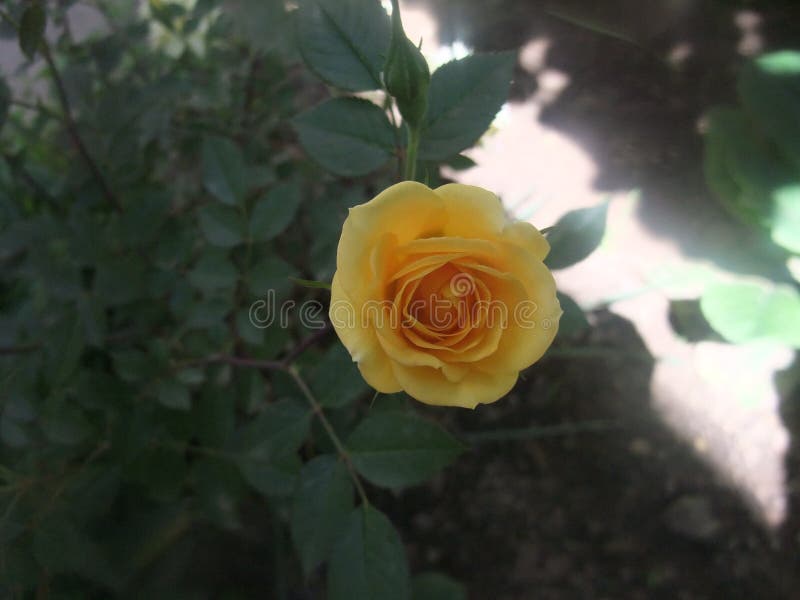 Yelow Rose stock image. Image of roses, rose, garden - 148551777