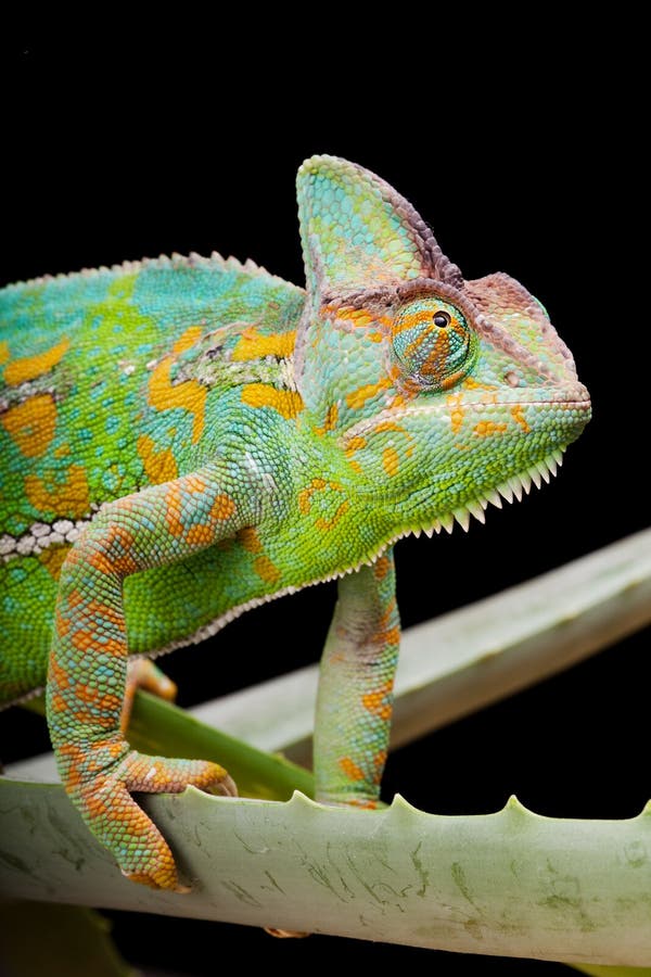 Yemen or Veiled Chameleon sitting on a cactus leaf. Yemen or Veiled Chameleon sitting on a cactus leaf