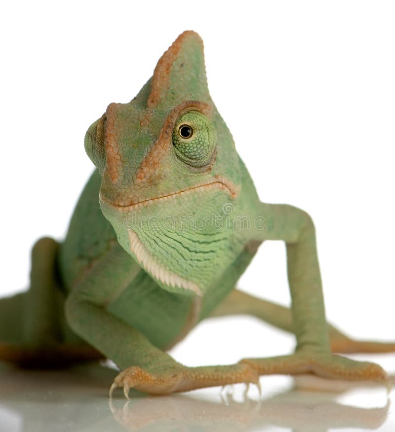 Yemen Chameleon in front of a white background