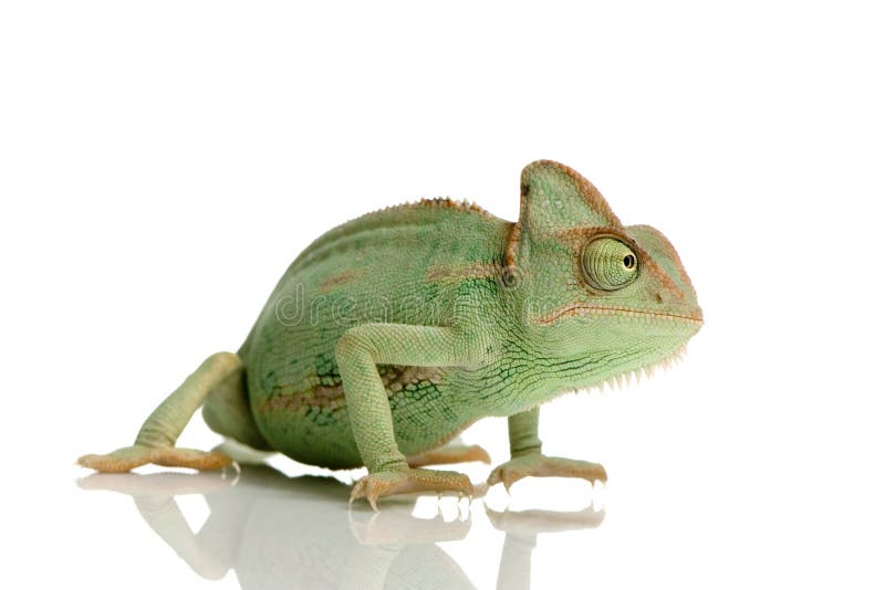 Yemen Chameleon in front of a white background