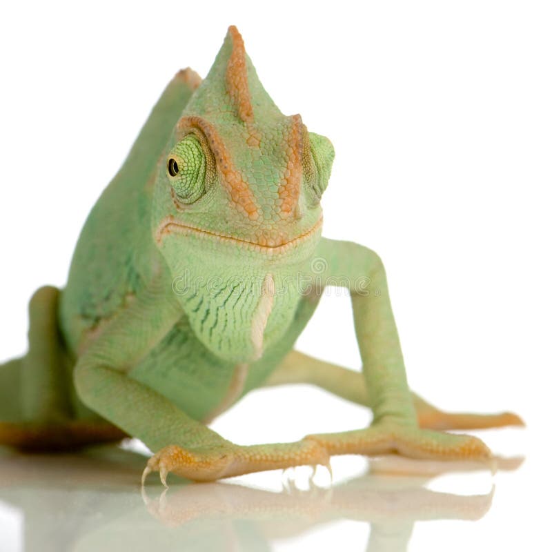 Yemen Chameleon in front of a white background