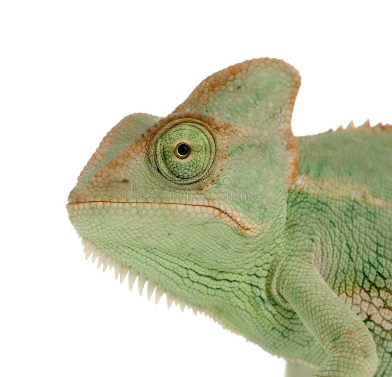 Close-up on a Yemen Chameleon in front of a white background and looking at the camera