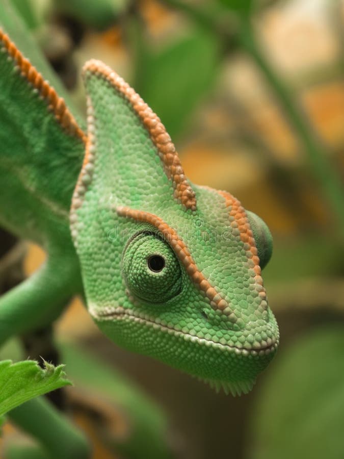 Portrait of a calm female veiled chameleon. Portrait of a calm female veiled chameleon
