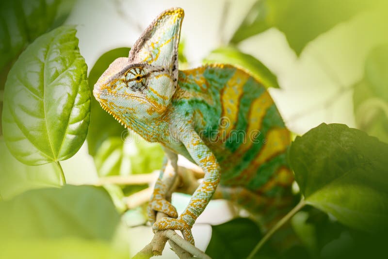 Yemen chameleon royalty free stock photo