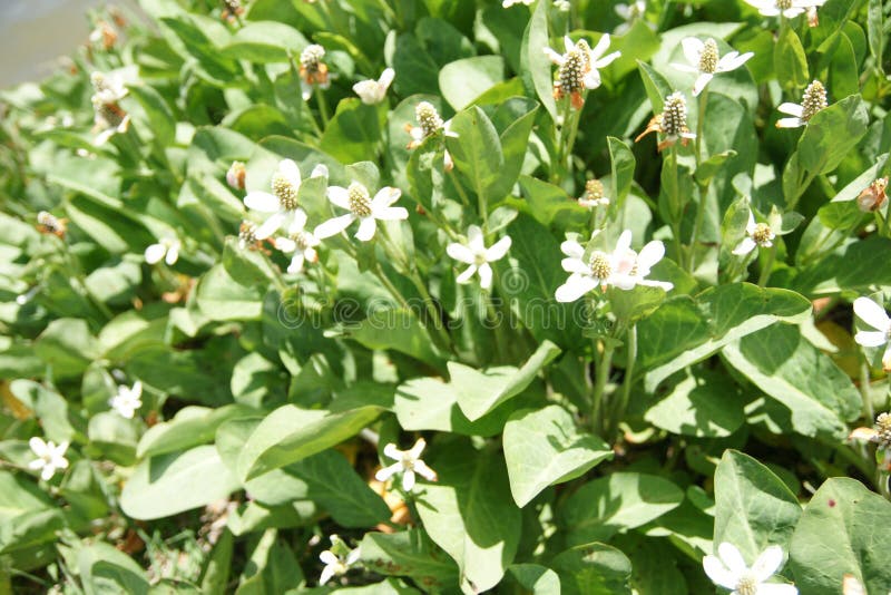 Yerba Mansa, Anemopsis californica, perennial herb of coastal areas in California with large green leaves and head like inflorescence surrounded by white bracts, on a long peduncle. Yerba Mansa, Anemopsis californica, perennial herb of coastal areas in California with large green leaves and head like inflorescence surrounded by white bracts, on a long peduncle