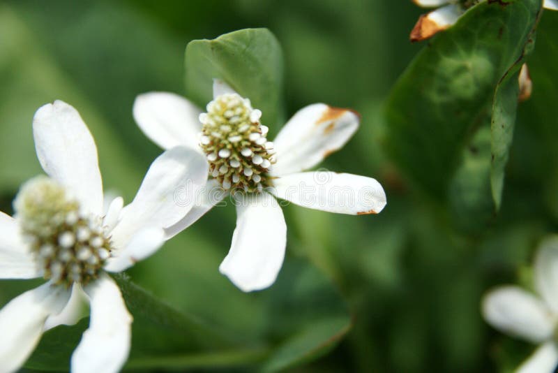 Yerba Mansa, Anemopsis californica, perennial herb of coastal areas in California with large green leaves and head like inflorescence surrounded by white bracts, on a long peduncle. Yerba Mansa, Anemopsis californica, perennial herb of coastal areas in California with large green leaves and head like inflorescence surrounded by white bracts, on a long peduncle