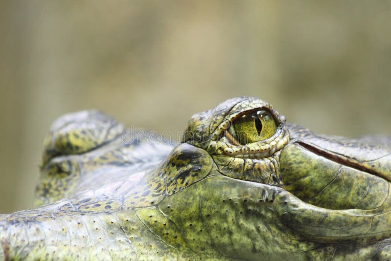 Yeux d'alligator photo libre de droits Yeux d'alligator photo libre de droits