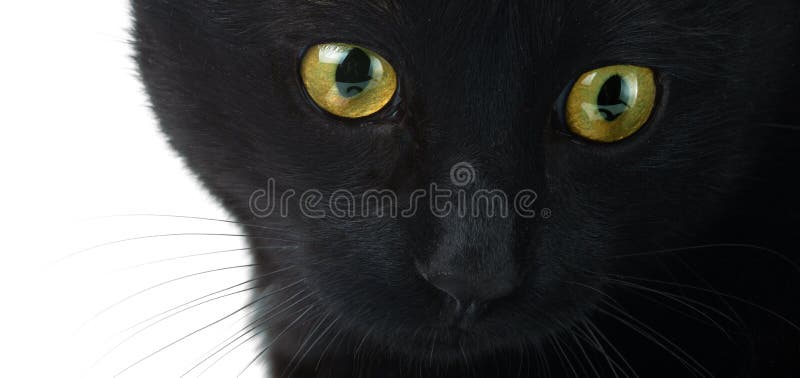 Yeux d'une fin de chat noir sur un fond blanc images libres de droits Yeux d'une fin de chat noir sur un fond blanc images libres de droits