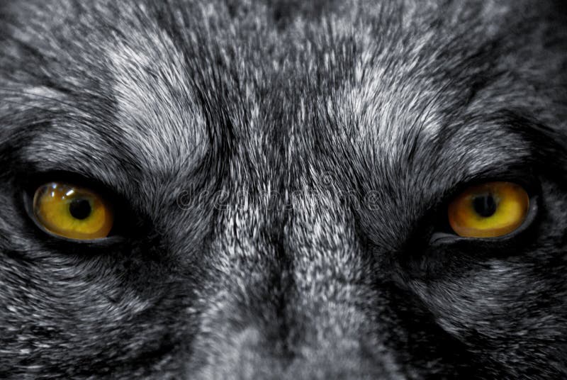 Yeux de loup Yeux de loup