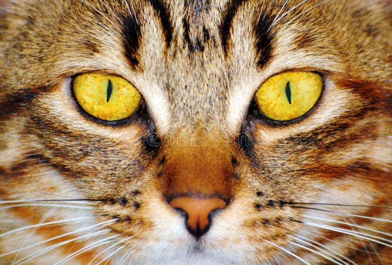 Yeux jaunes de chat photo stock. Image du jaune, chat 30656918