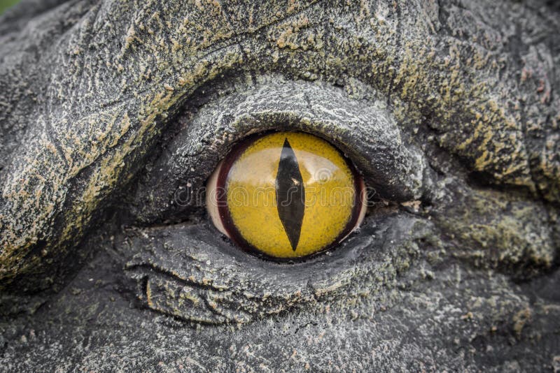 Yeux Jaunes Des Crocodiles Photo Stock Image Du Cercle 77421206