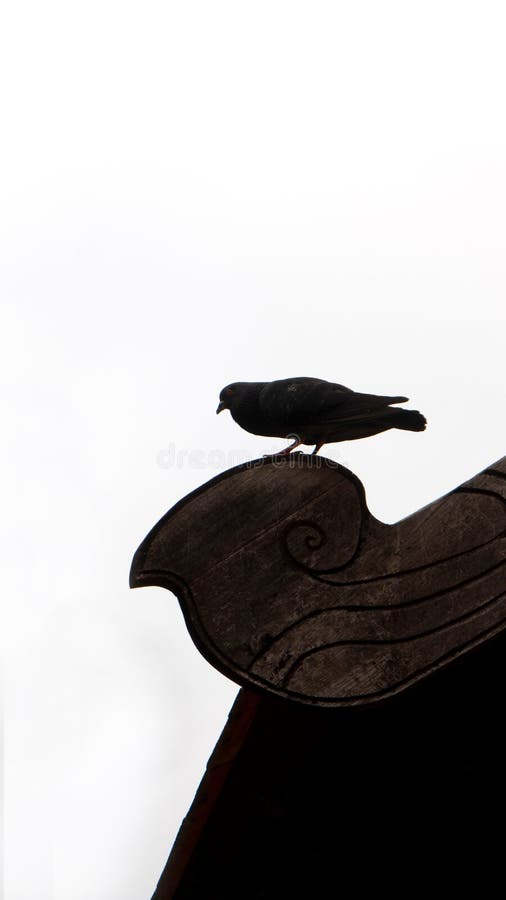Oiseau Avec Les Yeux Rouges Photo Stock Image Du D0 Grand