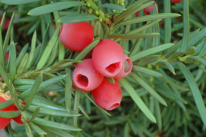 Yew berries stock image. Image of tree, closeup, park, fruits 60669