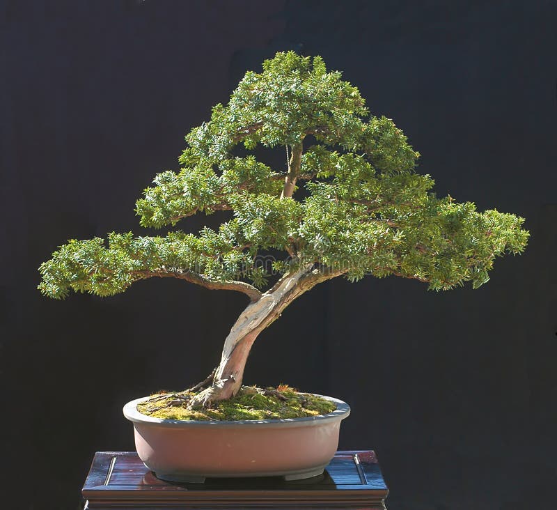 Yew Bonsai Stock Photos Image 2585973