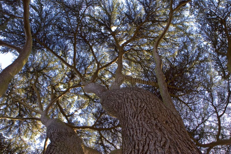 Yew Tree Canopy stock photography