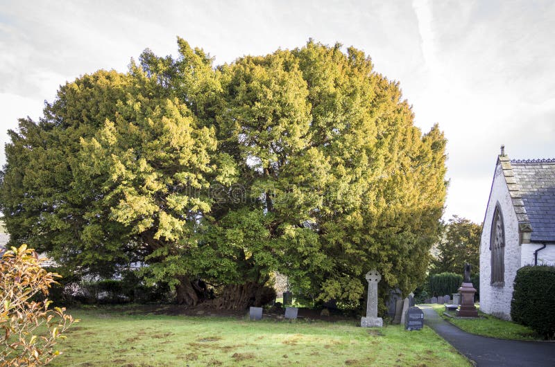 Yew Tree, Church of St Digain, Llangernyw, Wales