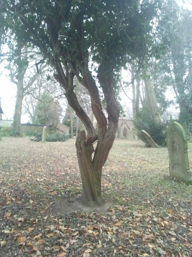 Yew tree