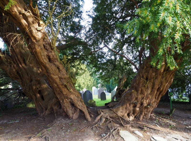 Yew tree, 4000 years old, framing church gravestones.