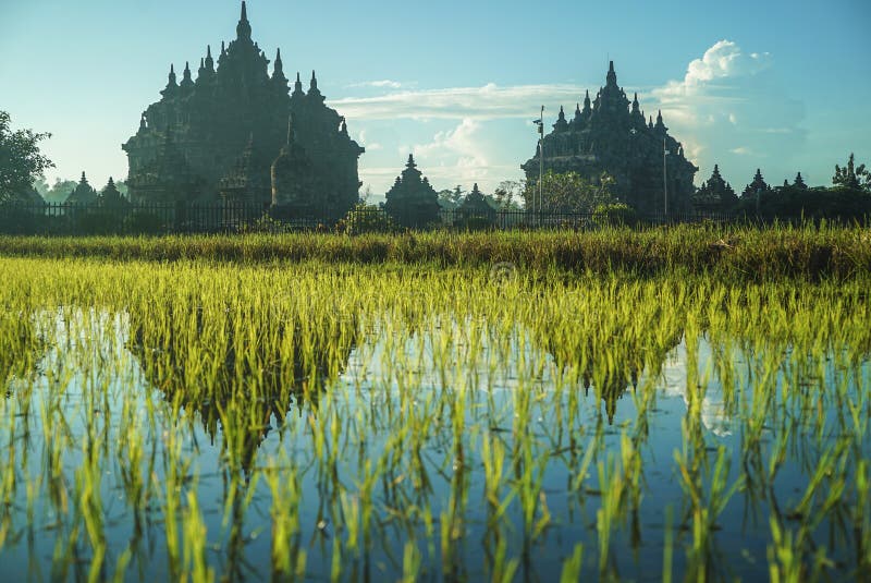 Rice field with bakground the Plaosan temple. Ygyakarta Indonesia April 28, 2020 : Plaosan temple near from Pramabanan Temple. Plaosan temple is one of the royalty free stock images Rice field with bakground the Plaosan temple. Ygyakarta Indonesia April 28, 2020 : Plaosan temple near from Pramabanan Temple. Plaosan temple is one of the royalty free stock images
