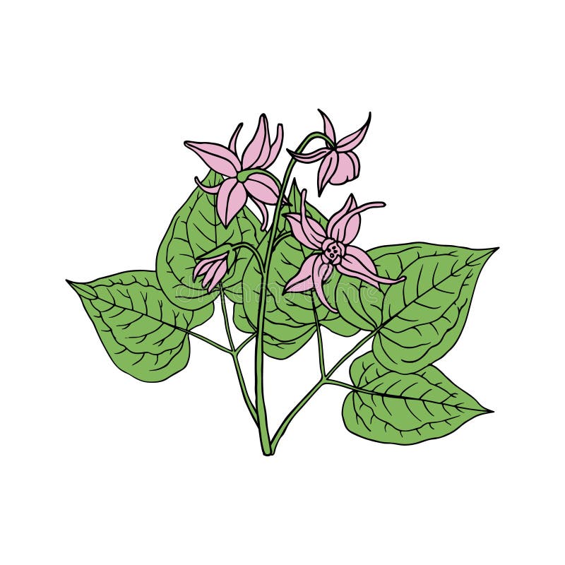 Epimedium Horny Goat Weed, yin yang huo. Herb, used in Chinese medicine. Hand drawn vector illustration in sketch style