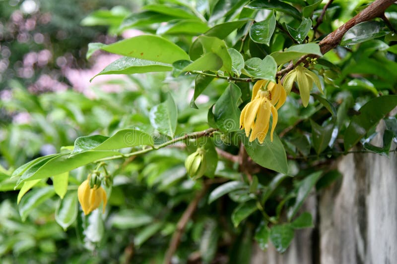 Ylang Ylang Flower Blooming Stock Photo Image of bloom, asia 172556302