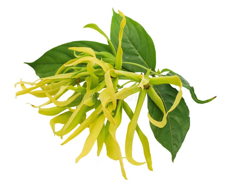 Ylang Ylang Flower Isolated on White Background Stock Image Image of