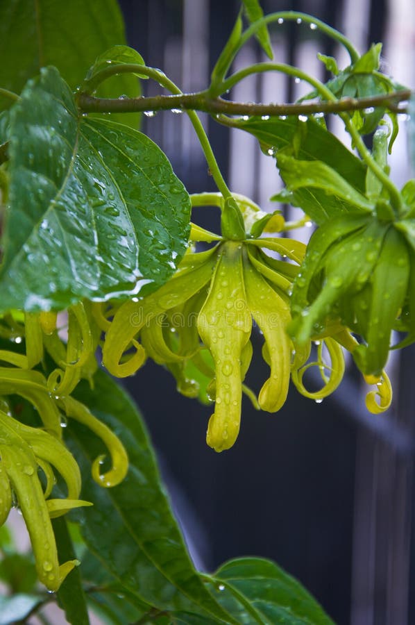 YlangYlang flower on tree stock image. Image of essential 26021785