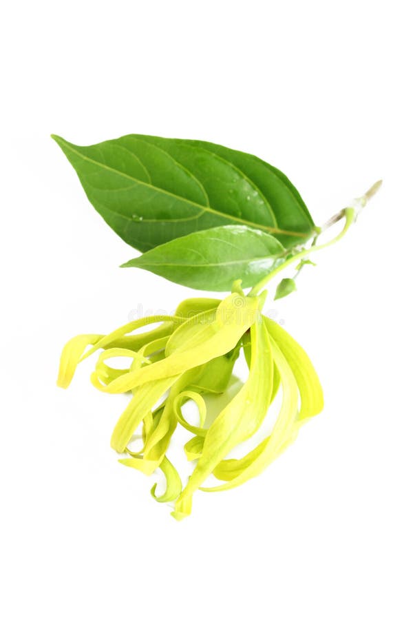 Ylang ylang flower stock image. Image of green, yellow 31947849
