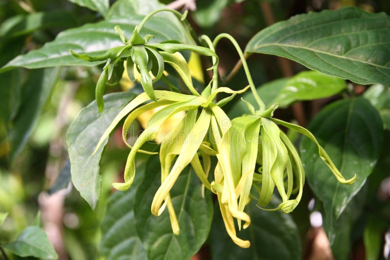 Ylang ylang flower stock photo. Image of white, flower 32960792