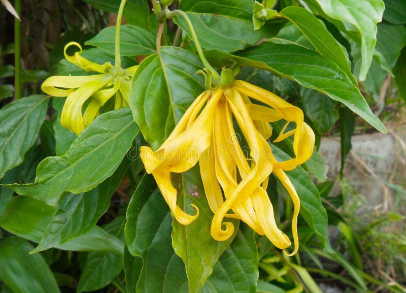 Ylang ylang flower stock photo. Image of white, botany 32960778