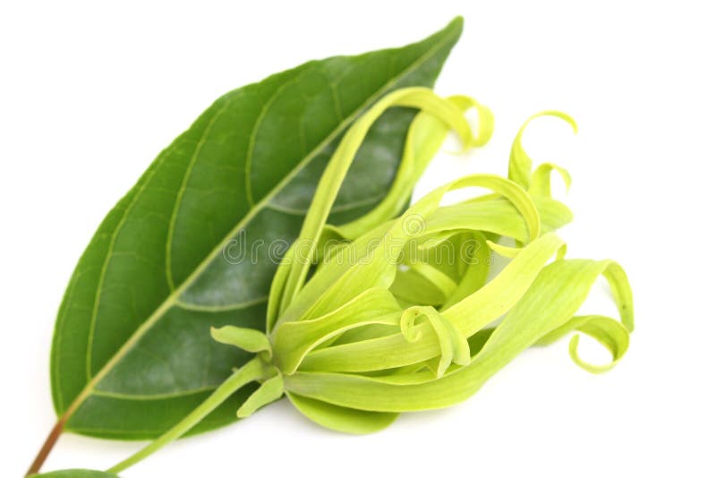 Ylang ylang flower stock photo. Image of ylang, cananga 33019038
