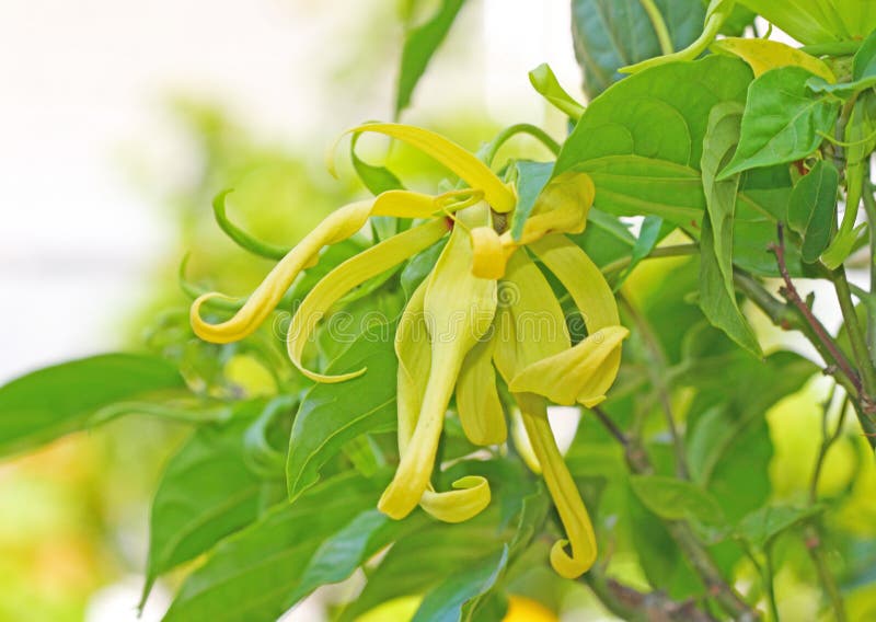 Ylang ylang flower stock photo. Image of odorous, botany 53644918