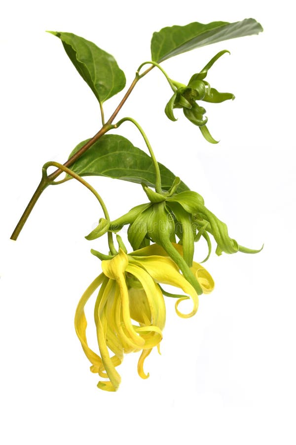 Ylang ylang flower stock photo. Image of ylang, petal 54136124